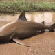 A dead shark found in Ayr, Queensland, Australia after Cyclone Debbie made landfall this week (Queensland Fire and Emergency Services Twitter)